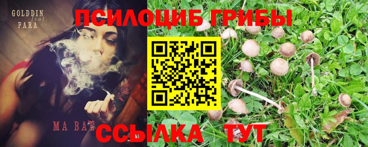 Псилоцибиновые грибы GOLDEN TEACHER Дзержинск